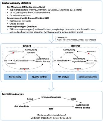 Gut microbiota and autoimmune thyroid disease: a bidirectional Mendelian randomization study and mediation analysis